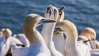 乌兰察布伴游招聘，风信子伴游网